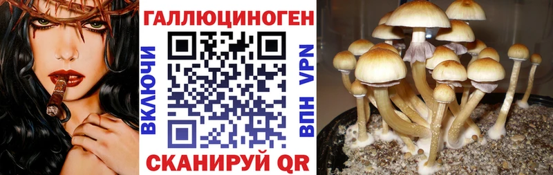 Псилоцибиновые грибы прущие грибы  Купить закладки  Стародуб 
